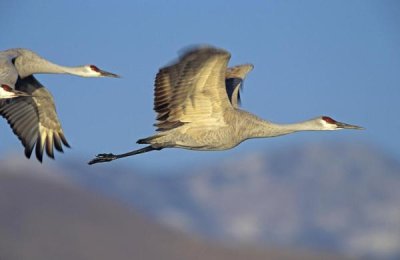 Tim Fitzharris - Sandhill Cranes flying, North American
