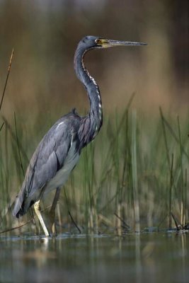 Tim Fitzharris - Tricolored Heron wading, North America