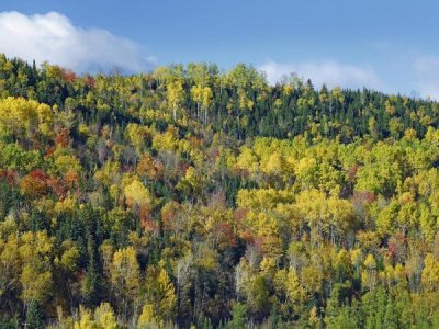 Tim Fitzharris - Fall colors, Chic-Chocs, Quebec, Canada