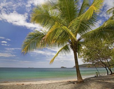 Tim Fitzharris - Palm trees line Penca Beach, Costa Rica