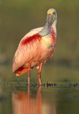 Tim Fitzharris - Roseate Spoonbill wading, North America