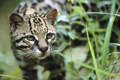 Tim Fitzharris - Ocelot portrait, Belize, Central America