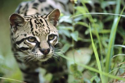 Tim Fitzharris - Ocelot portrait, Belize, Central America