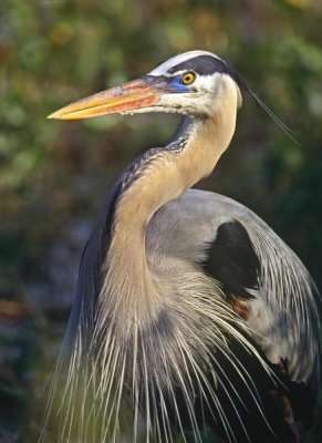 Tim Fitzharris - Great Blue Heron portrait, North America