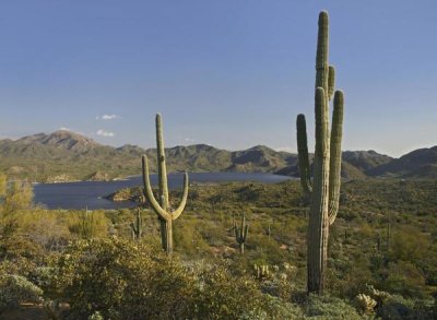 Tim Fitzharris - Saguaro cactus at Bartlett Lake, Arizona