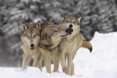 Tim Fitzharris - Timber Wolf trio playing in snow, Montana