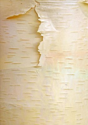 Tim Fitzharris - Birch close up of tree trunk, North America