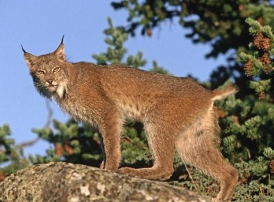 Tim Fitzharris - Canada Lynx climbing on rock, North America