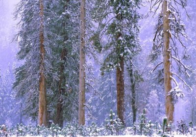 Tim Fitzharris - Winter in Yosemite National Park, California