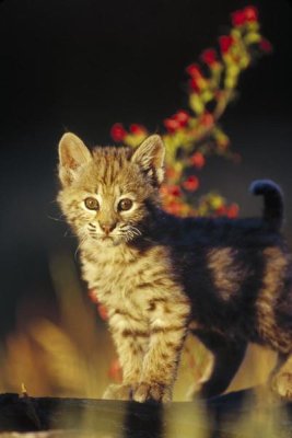 Tim Fitzharris - Bobcat kitten standing on log, North America