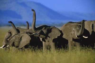 Tim Fitzharris - African Elephant herd sniffing the air, Kenya