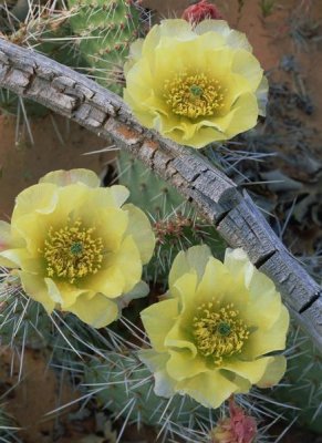 Tim Fitzharris - Plains Pricklypear Arches National Park, Utah