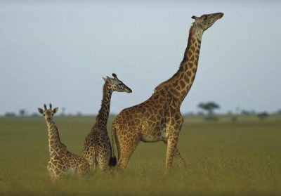 Tim Fitzharris - Giraffe adult and juveniles on savanna, Kenya