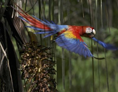 Tim Fitzharris - Scarlet Macaw flying with palm nut, Costa Rica