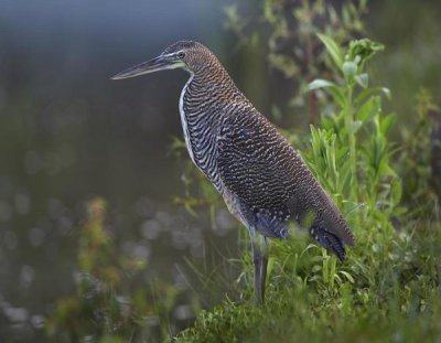 Tim Fitzharris - Bare-throated Tiger Heron portrait, Costa Rica