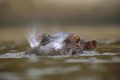 Tim Fitzharris - Hippopotamus breathing at water surface, Kenya
