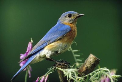 Tim Fitzharris - Eastern Bluebird male portrait, Ontario, Canada