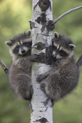 Tim Fitzharris - Raccoon two babies climbing tree, North America