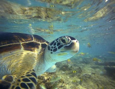 Tim Fitzharris - Green Sea Turtle, Balicasag Island, Philippines