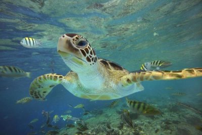 Tim Fitzharris - Green Sea Turtle, Balicasag Island, Philippines