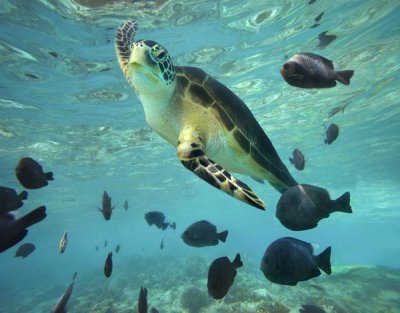 Tim Fitzharris - Green Sea Turtle, Balicasag Island, Philippines