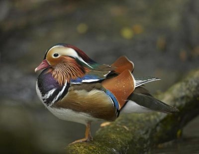 Tim Fitzharris - Mandarin Duck male, Jurong Bird Park, Singapore