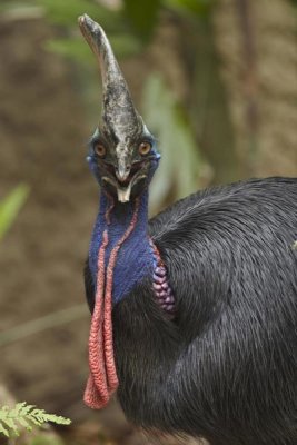 Tim Fitzharris - Southern Cassowary, Jurong Bird Park, Singapore