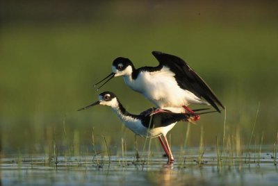 Tim Fitzharris - Black-necked Stilt couple mating, North America