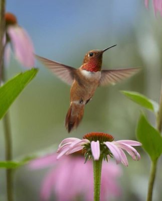 Tim Fitzharris - Rufous Hummingbird male feeding on flower nectar