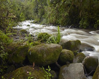 Tim Fitzharris - Mindo River flowing through cloud forest, Ecuador