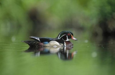 Tim Fitzharris - Wood Duck male portrait, British Columbia, Canada