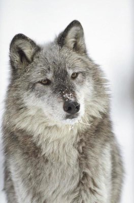 Tim Fitzharris - Timber Wolf portrait with snow on muzzle, Montana