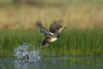 Tim Fitzharris - Gadwall duck taking flight from water, New Mexico