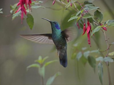 Tim Fitzharris - Green Violet-ear hummingbird foraging, Costa Rica