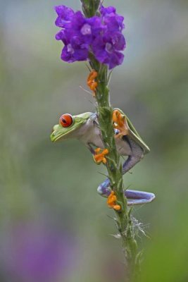 Tim Fitzharris - Red-eyed Tree Frog climbing on flower, Costa Rica