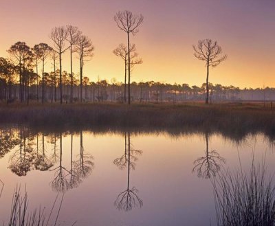 Tim Fitzharris - Pineland at Piney Point near Hagen's Cove, Florida