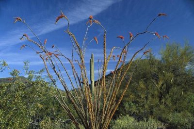 Tim Fitzharris - Ocotillo Saguaro Greasewood and Palo Verde Arizona