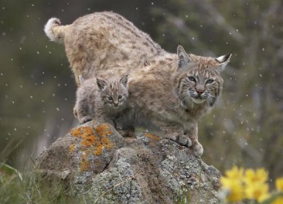 Tim Fitzharris - Bobcat mother and kitten in snowfall, North America