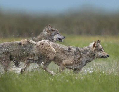 Tim Fitzharris - Gray Wolf pair running through water, North America