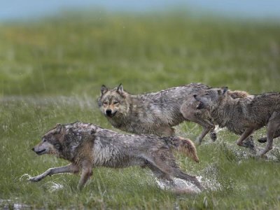 Tim Fitzharris - Gray Wolf trio running through water, North America