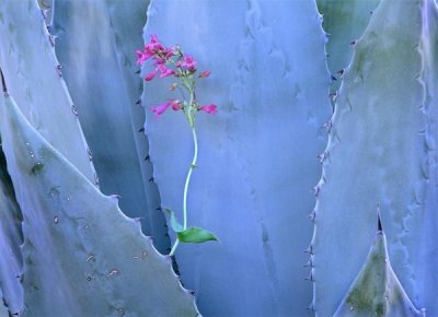 Tim Fitzharris - Agave and Parry's Penstemon close up, North America