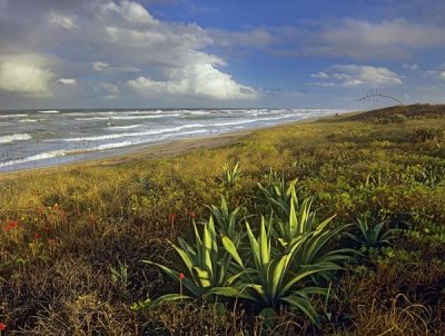 Tim Fitzharris - Apollo Beach at Canaveral National Seashore, Florida