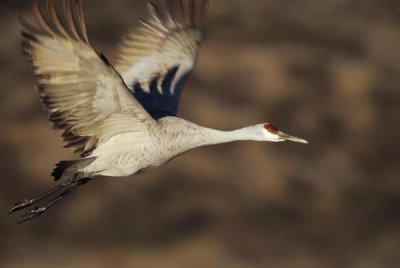 Tim Fitzharris - Sandhill Crane flying, Bosque Del Apache, New Mexico