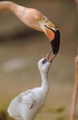 Tim Fitzharris - Greater Flamingo mother and chick, Caribbean species
