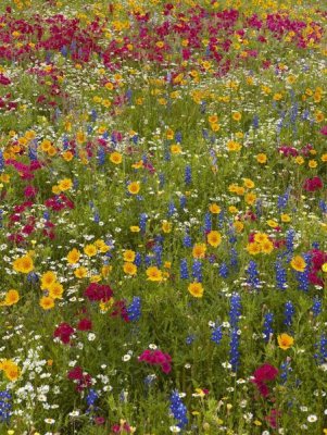 Tim Fitzharris - Drummond's Phlox and Bluebonnet near Westhoff, Texas