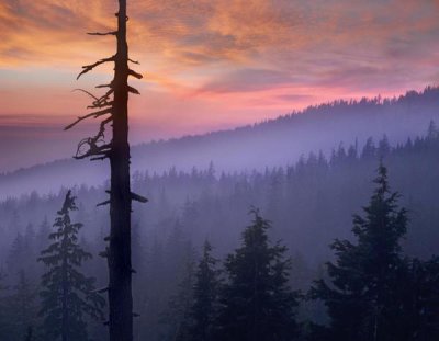 Tim Fitzharris - Sunset over forest, Crater Lake National Park, Oregon