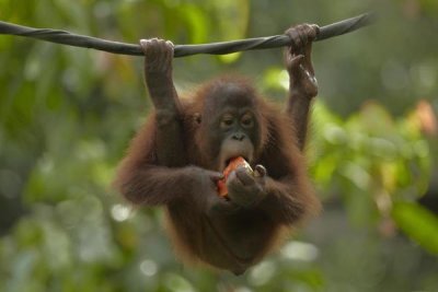 Tim Fitzharris - Orangutan young eating fruit, Sabah, Borneo, Malaysia