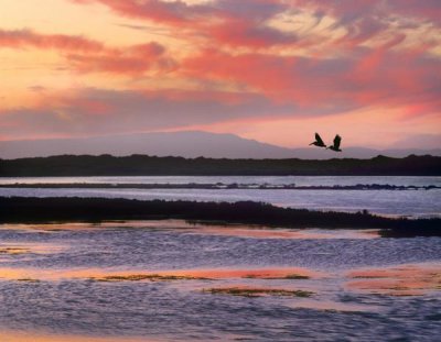 Tim Fitzharris - Brown Pelican pair flying at Moss Landing, California