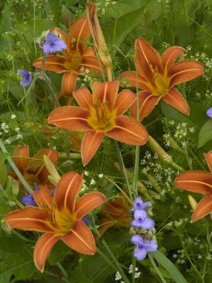 Tim Fitzharris - Orange Daylily with Virginia Spiderwort North America