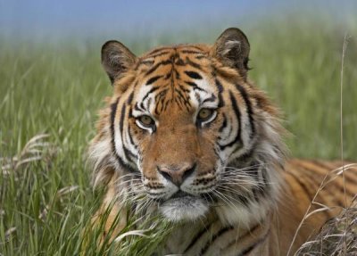 Tim Fitzharris - Siberian Tiger portrait, endangered, native to Siberia